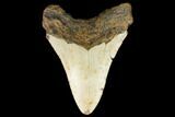 Bargain, Fossil Megalodon Tooth - North Carolina #124635-2